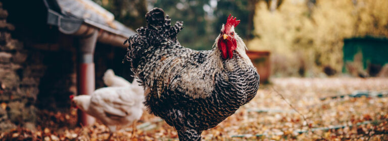 Healthy flocks, happy farms