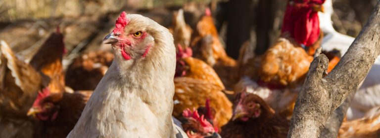 From the coop to your plate